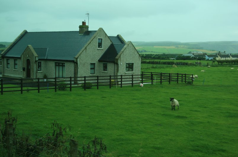 Sheep graze in the fertile fields along the Antrim Coast
