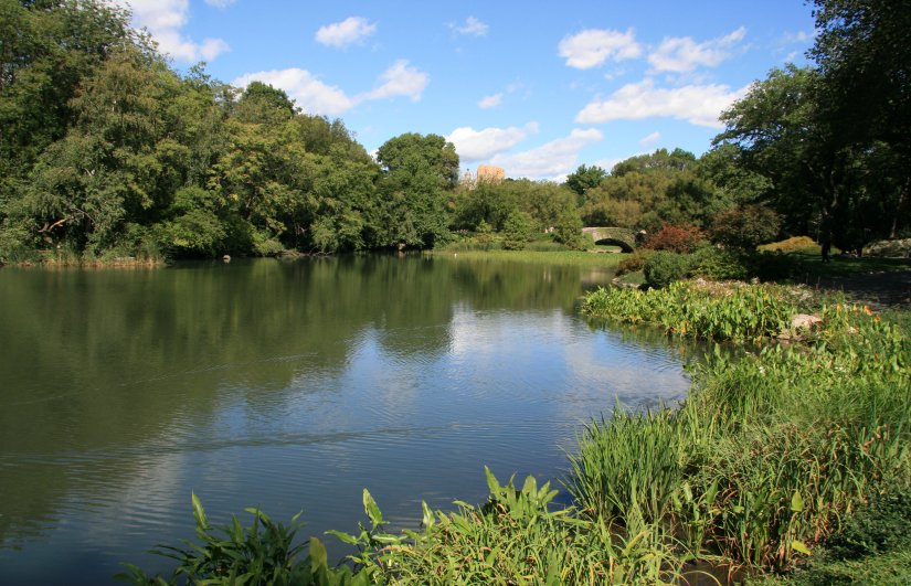 The Pond in Central Park