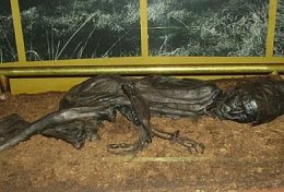 Preserved corpse of the Tollund Man on display at the Silkeborg Museum