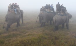 Our elephant safari in Nepal's Chitwan National Park
