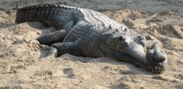 Crocodile breeding farm in Chitwan National Park