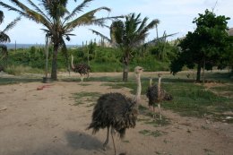 Baby ostriches at the ostrich farm in Aruba