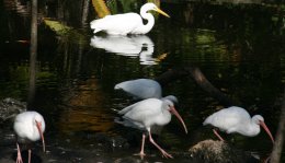 Flamingo Gardens in Fort Lauderdale, Florida