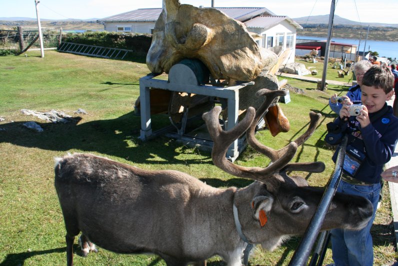 Reindeer at the Stanley Whaling Museum