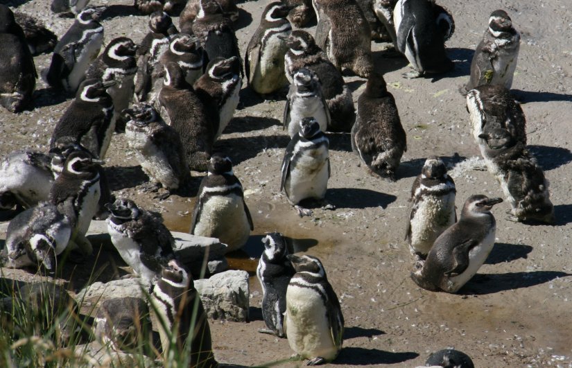 Magellanic Penguins at Yorke Bay in the Falkland Islands
