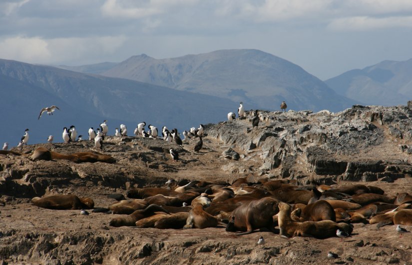 Imperial cormorants and sea lions on the small islands of the Beagle Channel