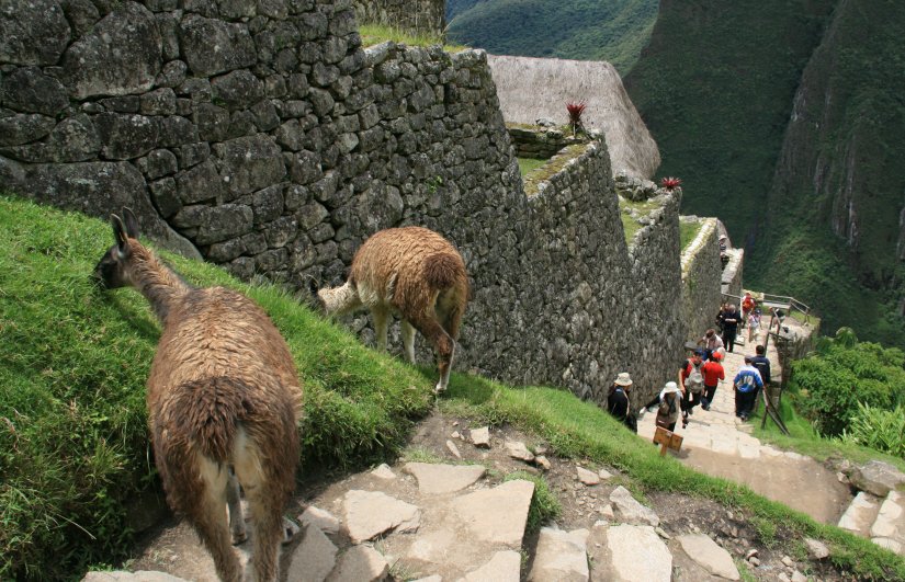 Llama grazing at Machu Picchu