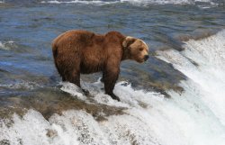 Male bear in Brooks falls