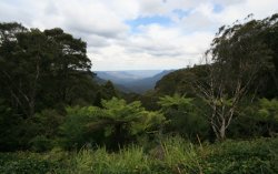 Blue Mountains Bush Walk