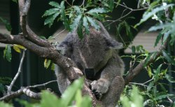 Koala Bear