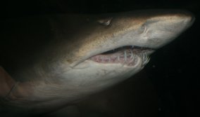 Sydney Aquarium