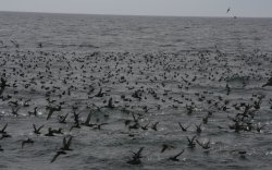 Wake of shearwater birds