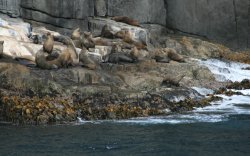 Seals