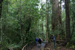 Tahune Air Walk