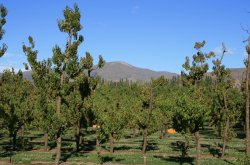 orchard near Cromwell