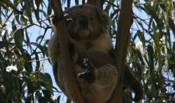 Koala Bear