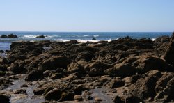 Jackson Head