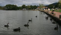 Lake Rotorua