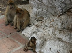 Wild monkeys on top of the Rock of Gibraltar