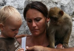 Wild monkeys on top of the Rock of Gibraltar