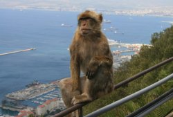 Wild monkeys on top of the Rock of Gibraltar