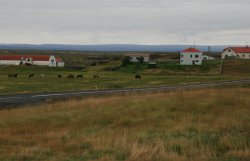 Icelandic Horses