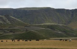 Icelandic Horses