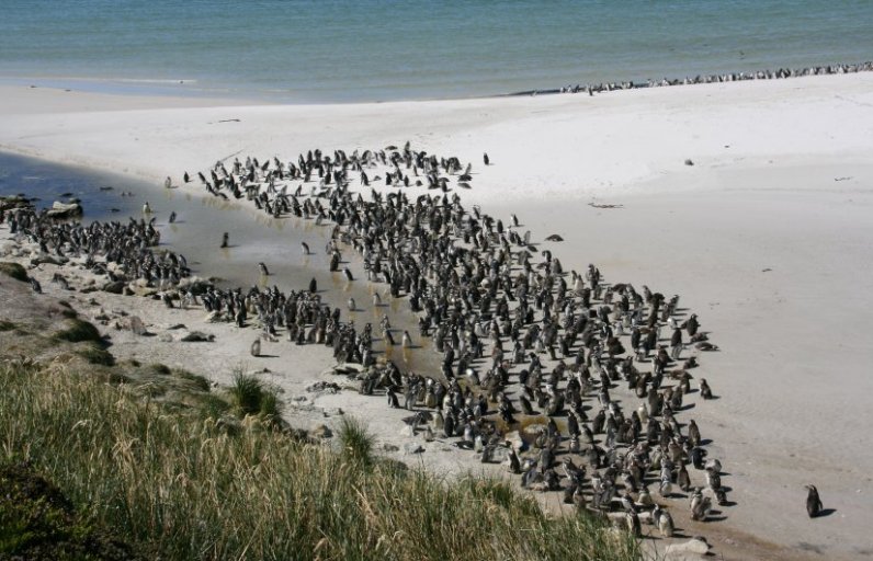 Magellanic Penguins at Yorke Bay in the Falkland Islands