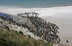 Magellanic Penguins at Yorke Bay in the Falkland Islands