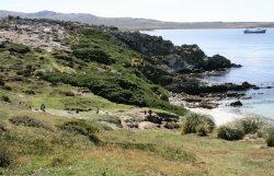 Gypsy Cove in the Falkland Islands