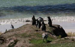Magellanic penguins at Gypsy Cove in the Falkland Islands