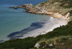 Gypsy Cove in the Falkland Islands