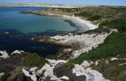 Gypsy Cove in the Falkland Islands