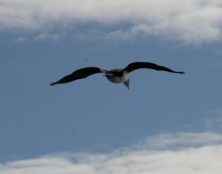 Antarctic Wildlife