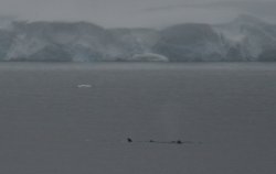 Icebergs in the Neumayer Channel of Antarctica