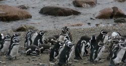 Otway Sound Penguin Colony