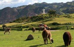 Llama grazing near Sacsayhuamn