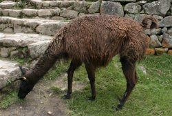 Llama at Machu Picchu