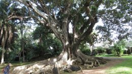 Giant rubber tree in Ponta Delgada
