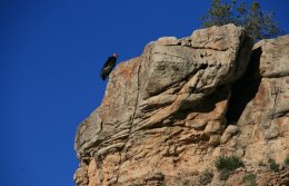 California Condor from the Bright Angel Trail on the South Rim of the Grand Canyon