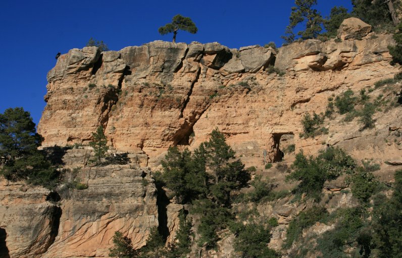 California Condor from the Bright Angel Trail on the South Rim of the Grand Canyon