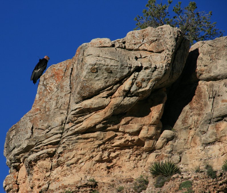 California Condor from the Bright Angel Trail on the South Rim of the Grand Canyon